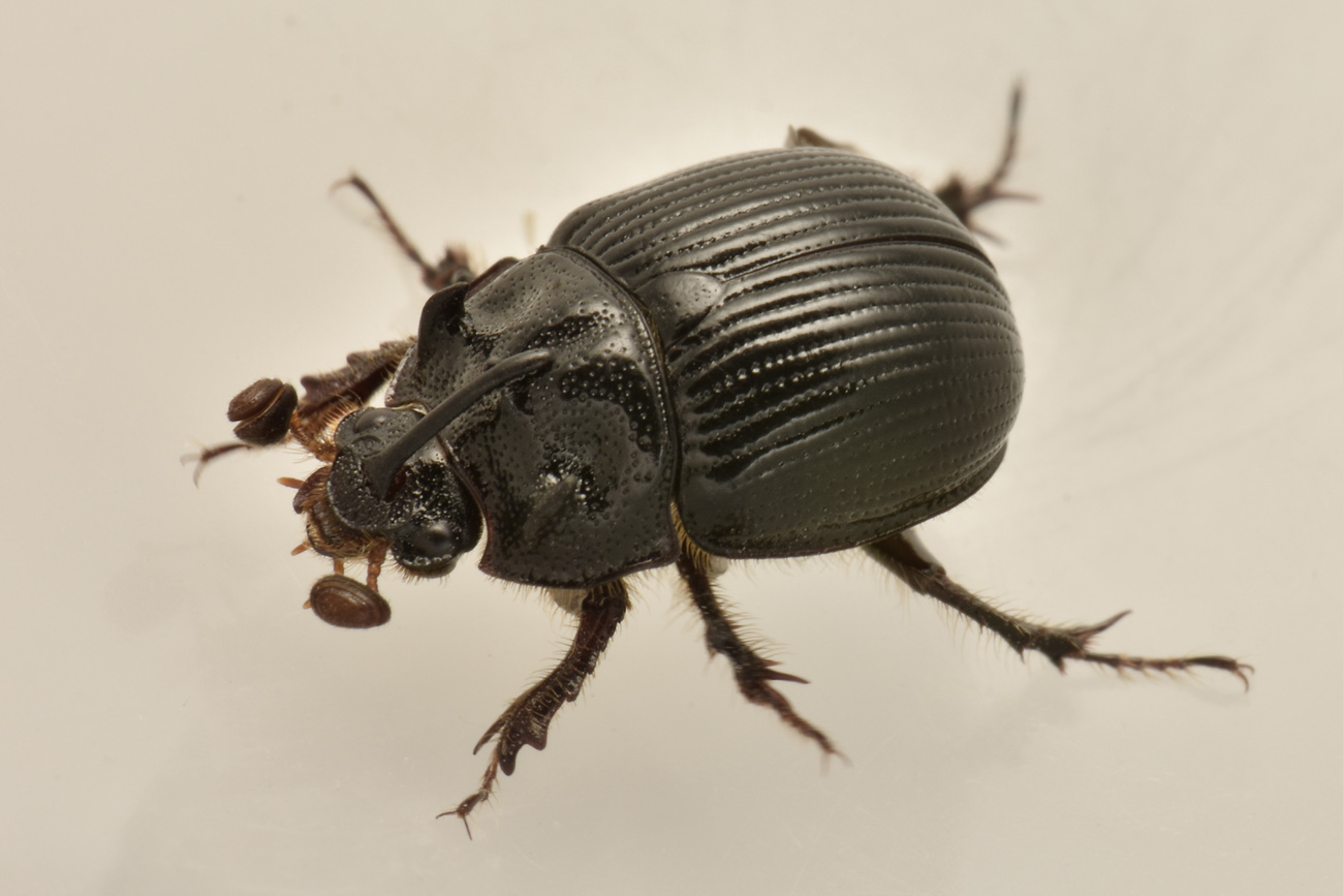 Geotrupidae: Odonteus armiger? S.